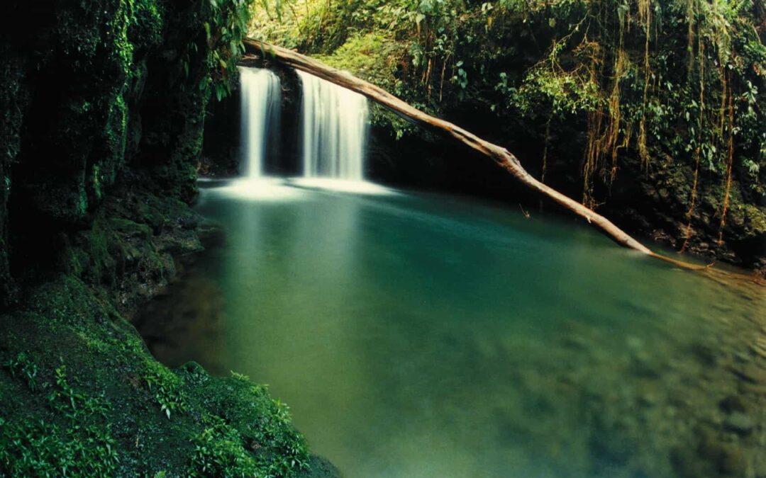 Experience The Magic of Ancient Costa Rica at Braulio Carillo National Park