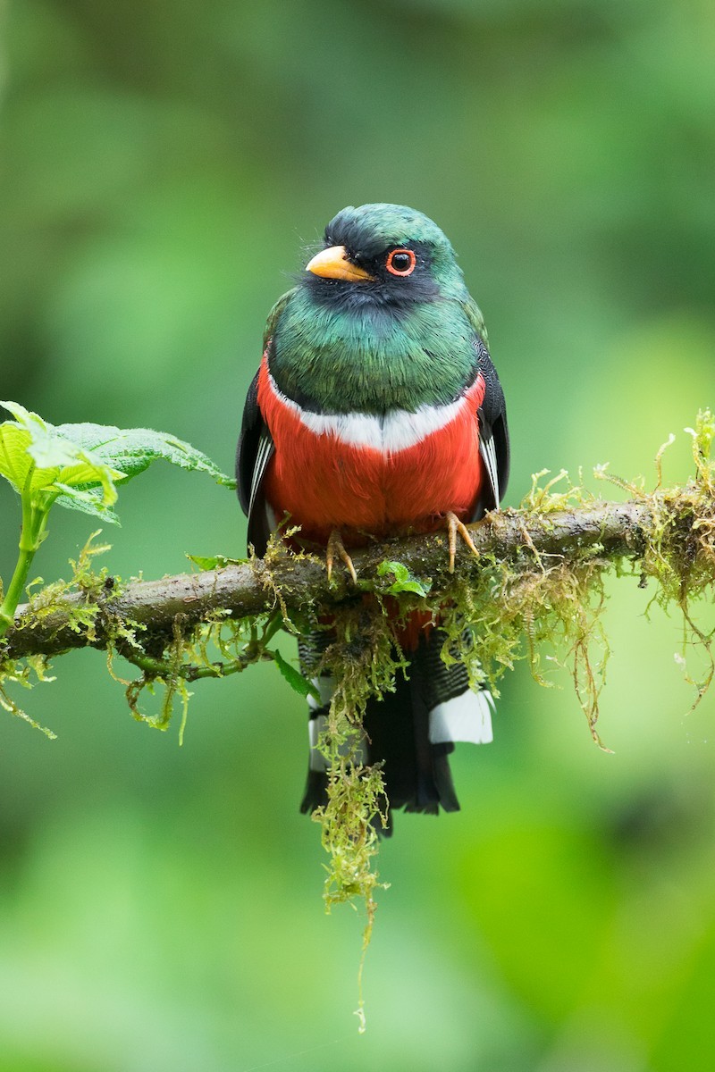 Research On Tropical Rainforests Flourishes In Costa Rica’s Caribbean Lowlands